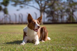 Leia mais sobre o artigo Quando a obediência pode prejudicar seu cão…