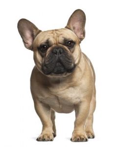 Leia mais sobre o artigo Comunicação Auditiva – Linguagem Canina