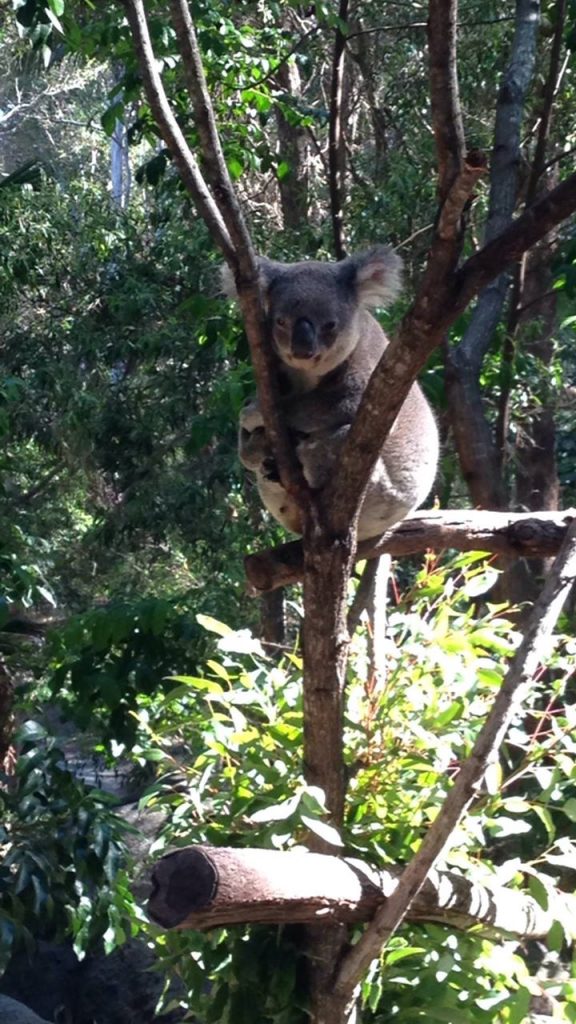 koalas