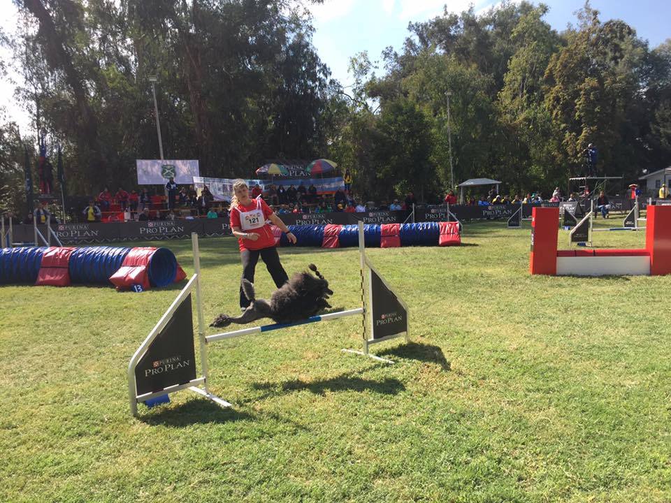 competição_canada_agility