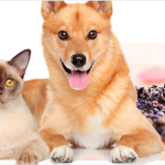 Terapia de aromas para cães e gatos