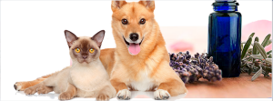 Leia mais sobre o artigo Terapia de aromas para cães e gatos