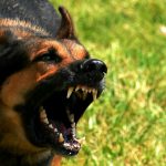 O CÃO BRAVO – Uma Reflexão sobre a Agressividade Canina