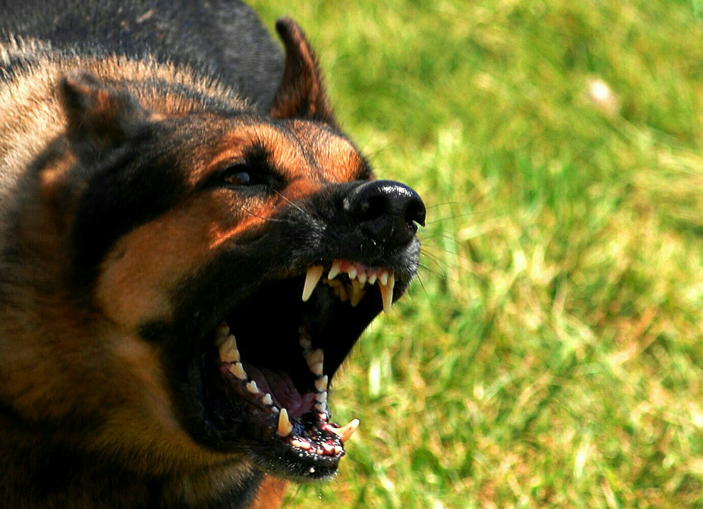 No momento você está vendo O CÃO BRAVO – Uma Reflexão sobre a Agressividade Canina